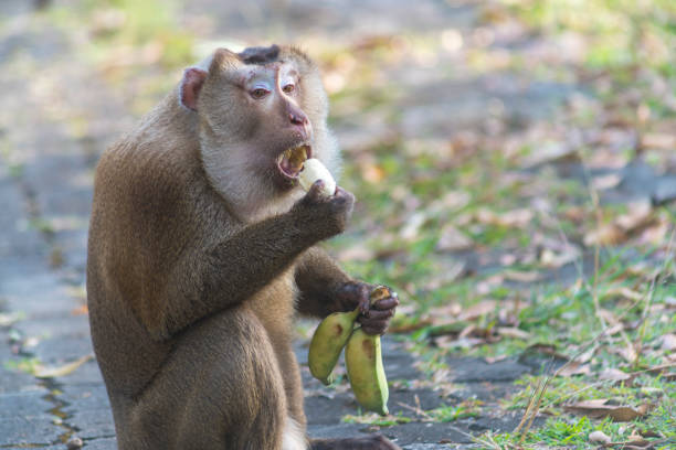 Pig-tailed macaque at khao yai national park