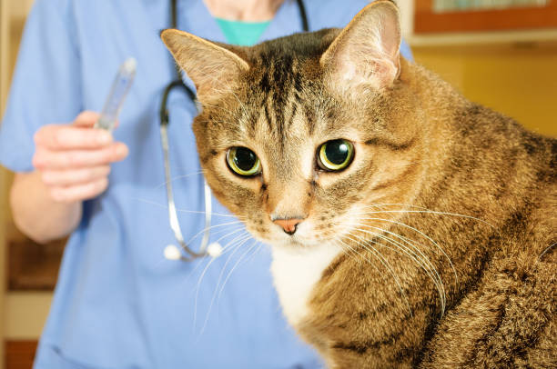 istock Cat at the Vet 943925422