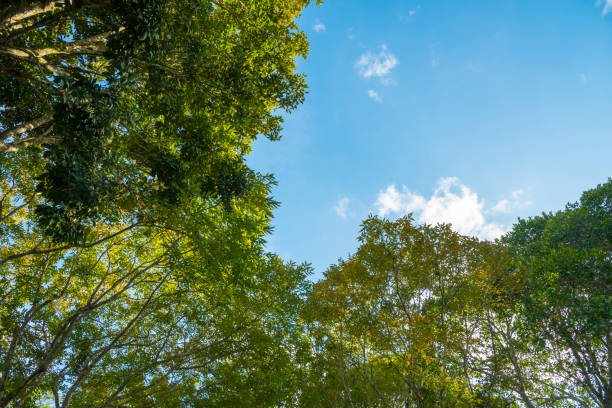 istock tropical plants in deep forest, nature sunlight 943925442