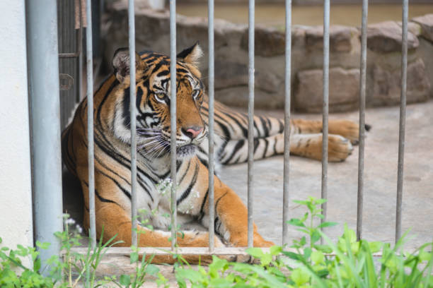 istock bengal tiger in cage, zoo 943927350