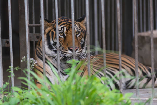 istock bengal tiger in cage, zoo 943927772