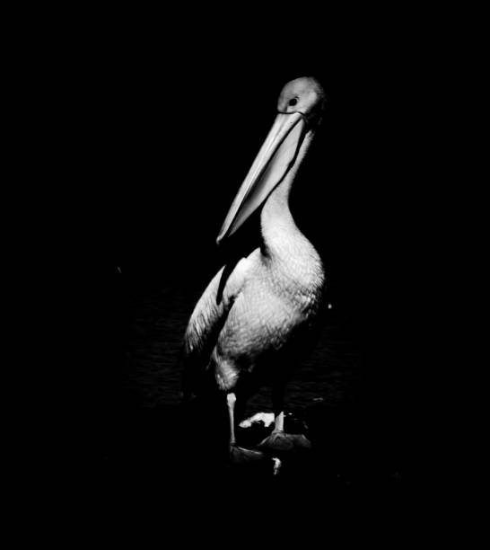 istock pelican in black and white 943928074