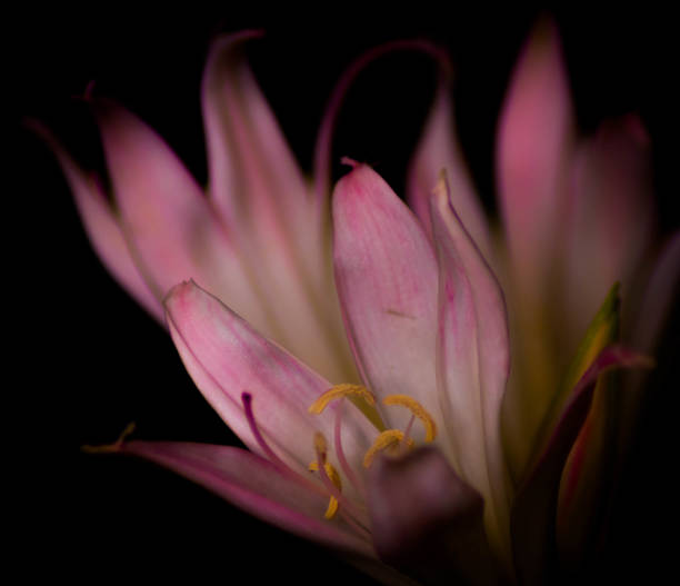 istock portrait of a lily 943928144
