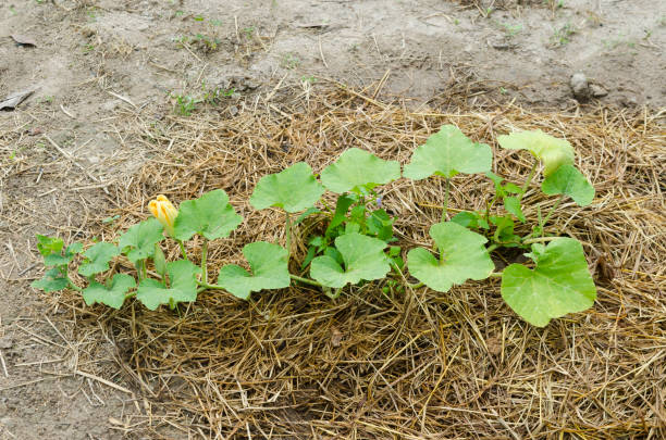 istock plant growing in farm 943928254