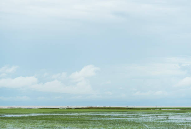 istock field of wetland with blue sky 943928554