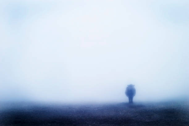 istock Cow in Fog 94392967