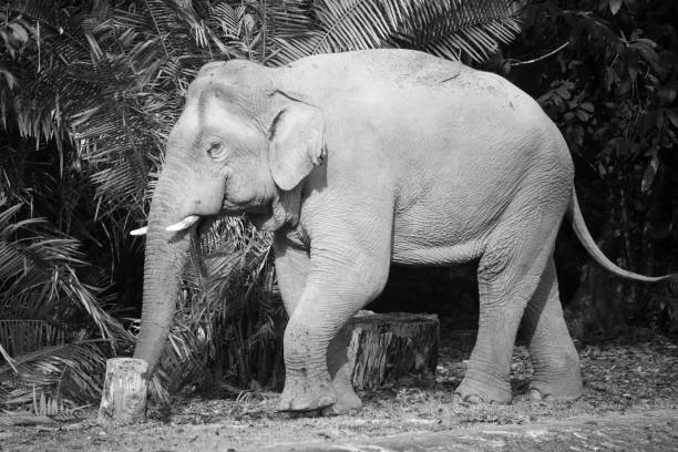 istock Wild elephant in Khao Yai National Park, Thailand 943931920