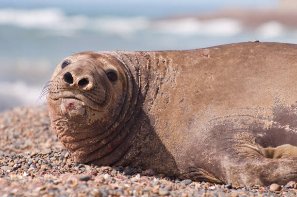 istock Female Elephant Seal