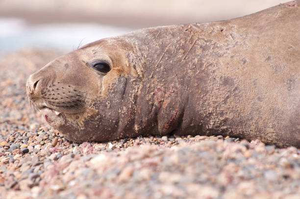 istock Female Elephant Seal