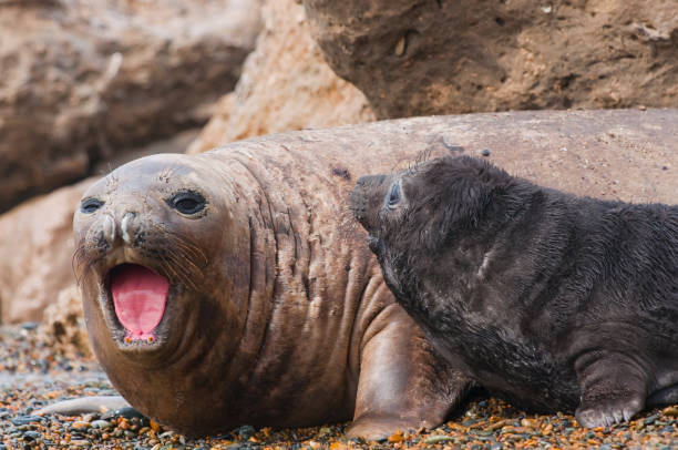 istock Cute baby seal and Mom