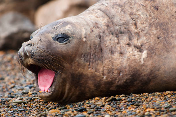 Female Elephant Seal Stock Photo - Download Image Now - Animal, Animal  Wildlife, Animals In The Wild - iStock