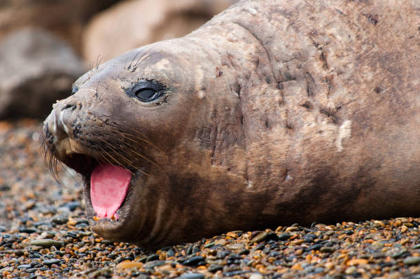 Female Elephant Seal Stock Photo - Download Image Now - Animal, Animal Wildlife, Animals In The Wild - iStock Female Elephant Seal Stock Photo - Download Image Now - Animal, Animal Wildlife, Animals In The Wild - iStock