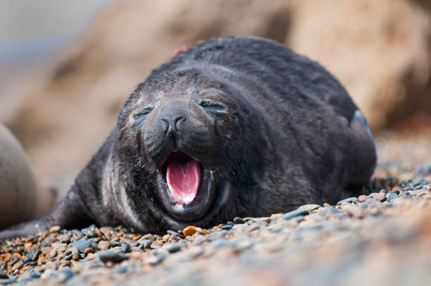 selo de bebê fofo bocejo "n - animal elephant seal seal yawning - fotografias e filmes do acervo