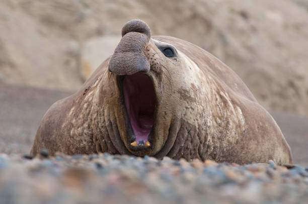 istock Male Elephant Seal