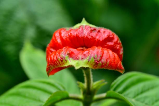 A member of Rubiaceae, the coffee family, Psychotria poeppigiana, commonly called hot lips or sore mouth bush, grows in tropical rainforest of South America such as Colombia and Costa Rica. As the blooming season approaches, its inflorescences are framed by two glossy, bright red bracts that look like a pair of pouting lips, hence the name of Hot Lips. The flowers themselves are inconspicuous, with the small yellow petals forming a narrow tube. The plant is gathered from the wild for local medical use.