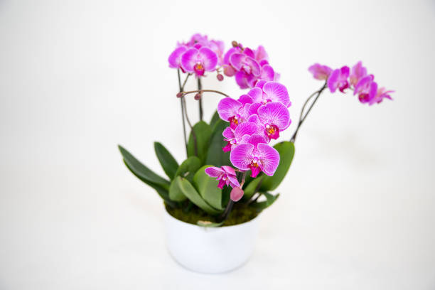 istock White and Purple Phalaenopsis Orchid 943932436