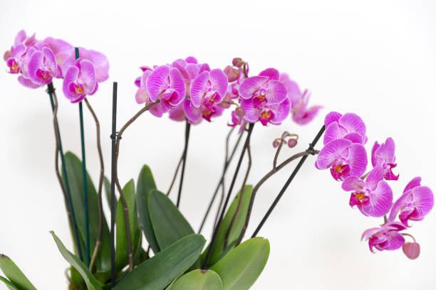 istock White and Purple Phalaenopsis Orchid 943932516