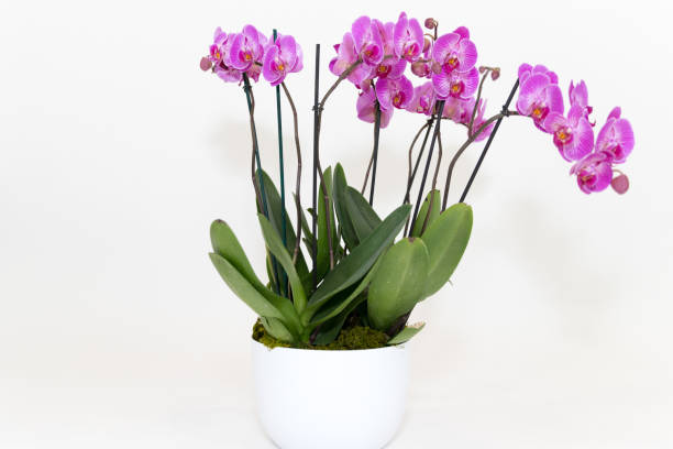 istock White and Purple Phalaenopsis Orchid 943932552