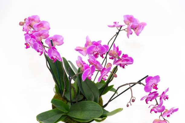 istock White and Purple Phalaenopsis Orchid 943932576