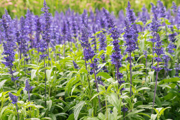fleurs bleues de sauge en fleurs qui poussent dans de fines herbes de jardin - sauges photos et images de collection