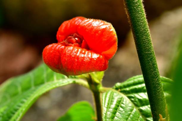 A member of Rubiaceae, the coffee family, Psychotria poeppigiana, commonly called hot lips or sore mouth bush, grows in tropical rainforest of South America such as Colombia and Costa Rica. As the blooming season approaches, its inflorescences are framed by two glossy, bright red bracts that look like a pair of pouting lips, hence the name of Hot Lips. The flowers themselves are inconspicuous, with the small yellow petals forming a narrow tube. The plant is gathered from the wild for local medical use.