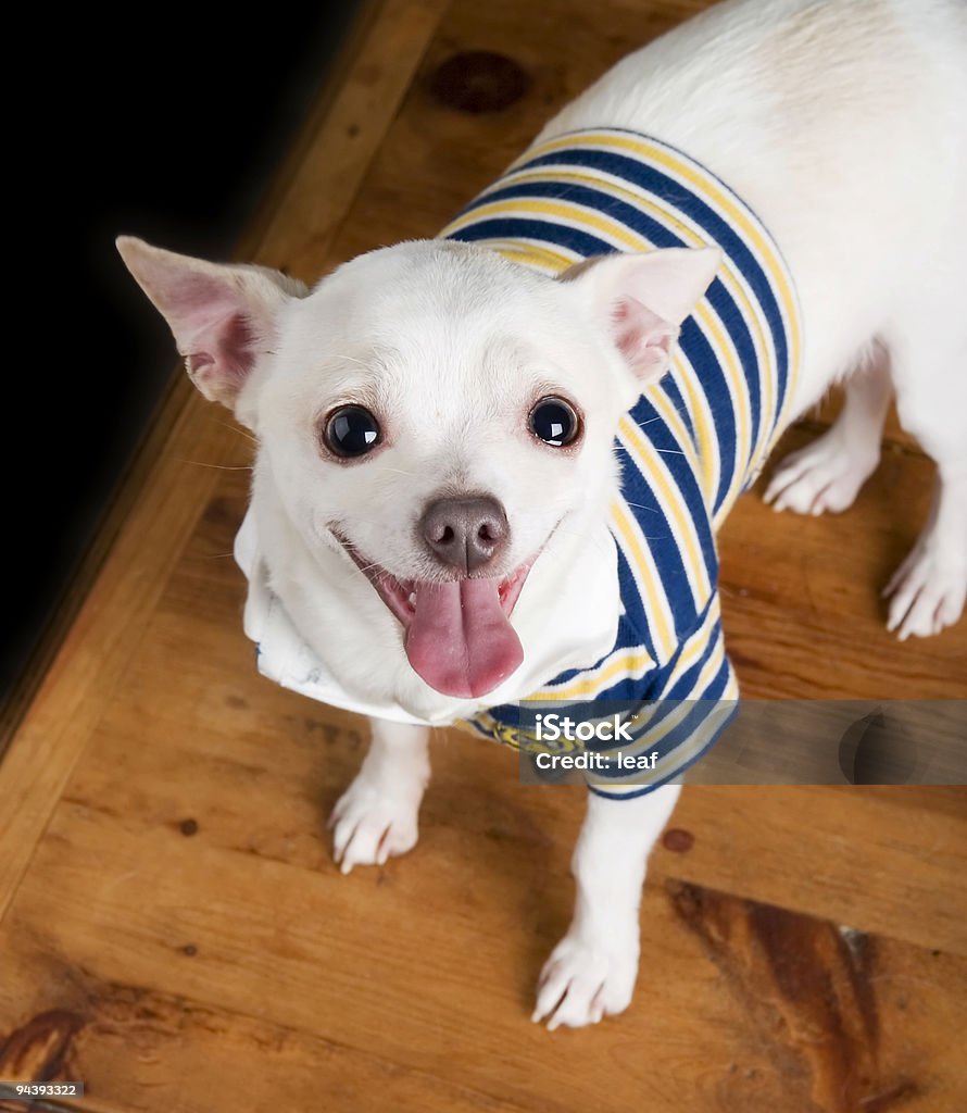 Chętnie Chihuahua - Zbiór zdjęć royalty-free (Płaszcz dla psa)