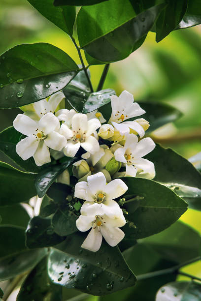istock Orange Jessamine Flowers are light fragrance 943933222