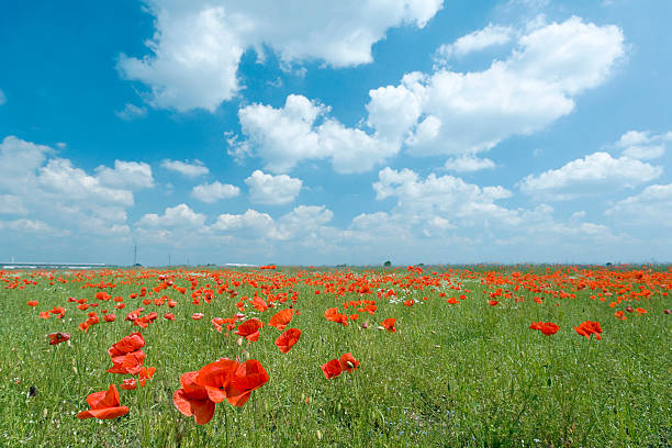 Blooming field with wild scarlet poppies during a thunderstorm.