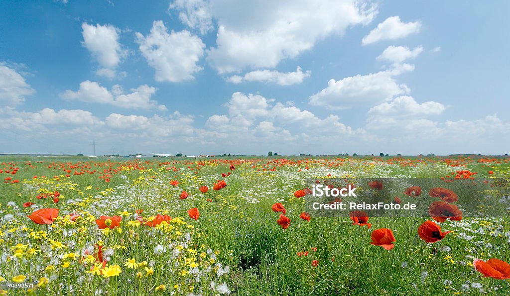 Campo de poppies e flores com cloudscape romântico - Foto de stock de Prado royalty-free