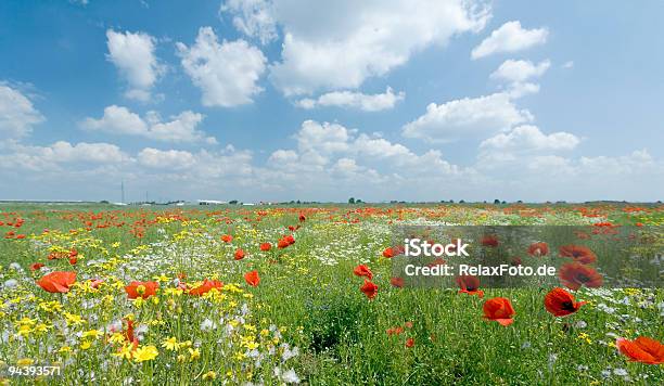 Foto de Campo De Poppies E Flores Com Cloudscape Romântico e mais fotos de stock de Prado - Prado, Flor, Em flor