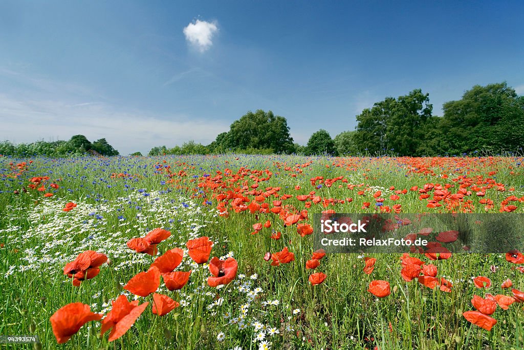 Field of poppies con cielo azul y blanco nube (XL - Foto de stock de Amapola - Planta libre de derechos