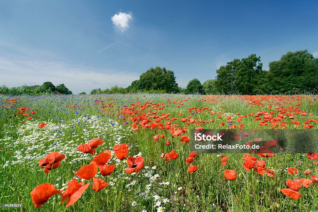 Champ de coquelicots avec ciel bleu et nuages blancs (XL - Photo de Champ libre de droits