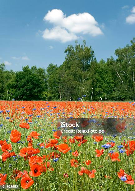 Bereich Der Poppies Mit Blauem Himmel Und Weißen Wolken Xl Stockfoto und mehr Bilder von Aufnahme von unten