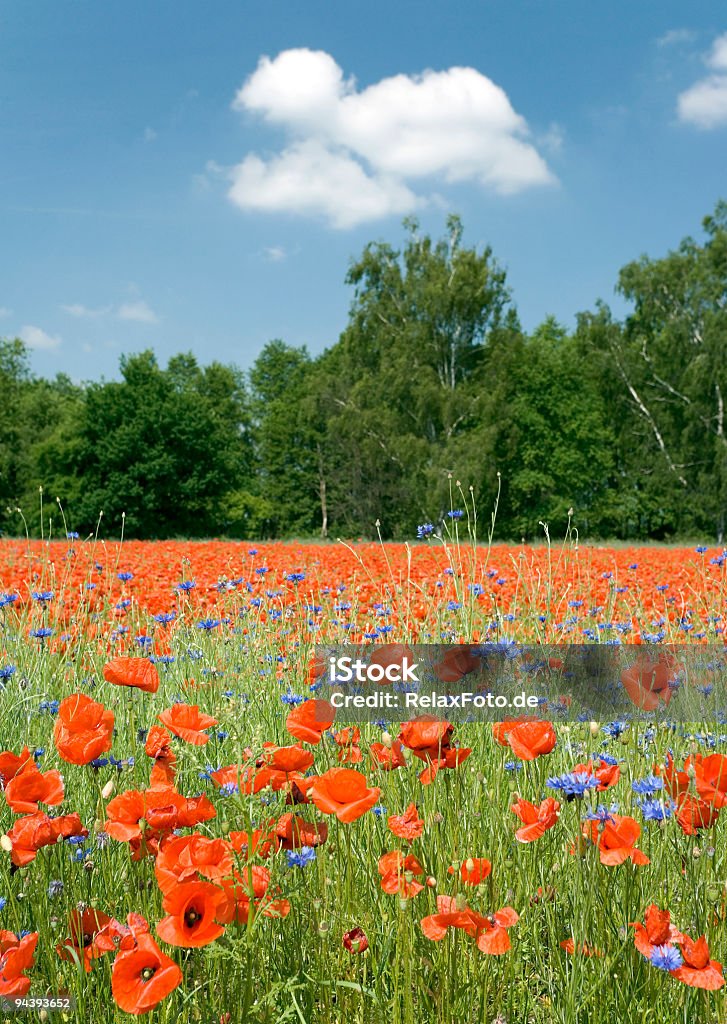 필드 poppies, 푸른 하늘, 하얀 구름 (XL - 로열티 프리 0명 스톡 사진