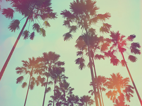 Looking up to palm tree and blue sky at summer beach, soft style with vintage filter effect.