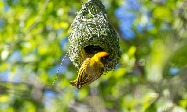 zimbabwe: african masked weaver - hwange national park imagens e fotografias de stock