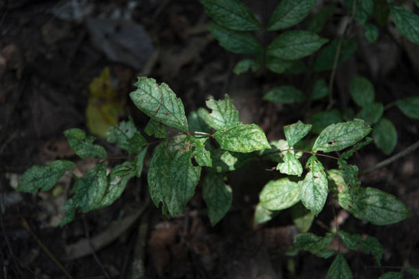 istock plant growing in farm 943940666