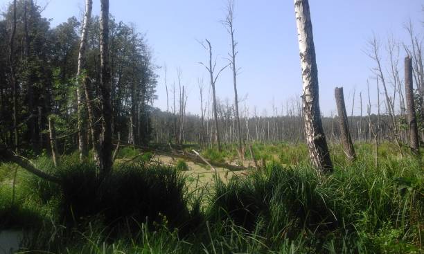 istock Wild nature. The swamp. 943942924