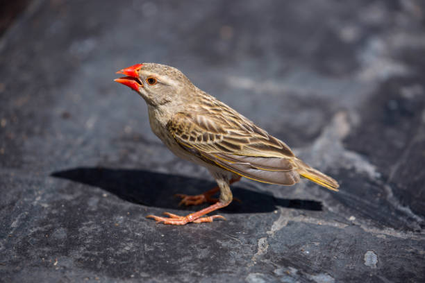 Zimbabwe: Red-Billed Quelea A Red-Billed Quelea (Quelea quelea, aka red-billed weaver or red-billed dioch) standing on a rock at Hwange National Park. red billed quelea stock pictures, royalty-free photos & images