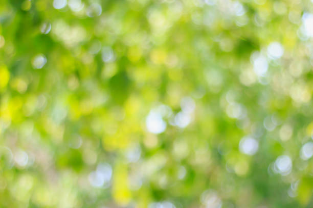 istock Green bokeh nature background. 943946978