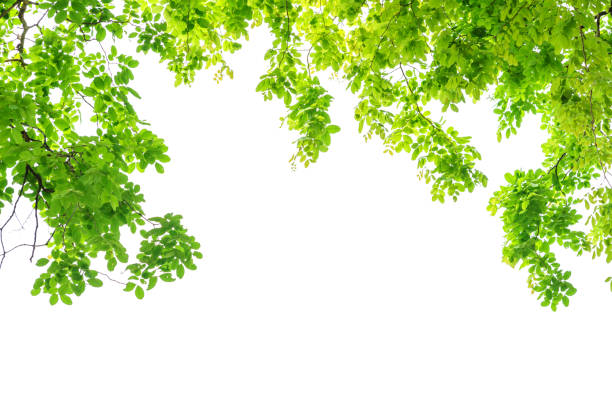 istock Green leaves on white background 943947222