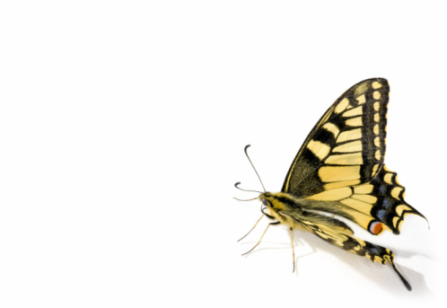 butterfly on white background (Papilio machaon; Swallowtail)