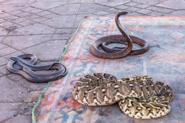marrakech, marocco, africa - serpenti domestici in piazza jemaa el fna - snake cobra egyptian cobra poisonous organism foto e immagini stock