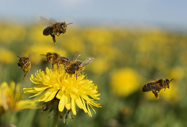 abelha com dente-de-leão - abelhas imagens e fotografias de stock