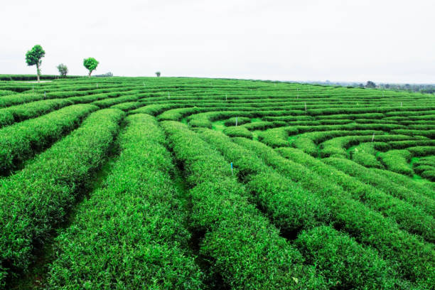 istock Tea plantation in green nature. 943950592