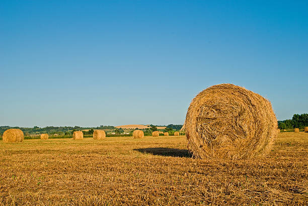 Straw rolls on the field , under the blue sky