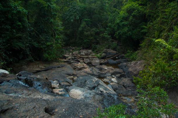 istock view of tropical forest, Thailand 943956402