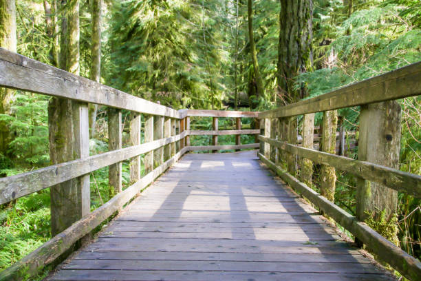 istock Cathedral Grove in British Columbia 943956776