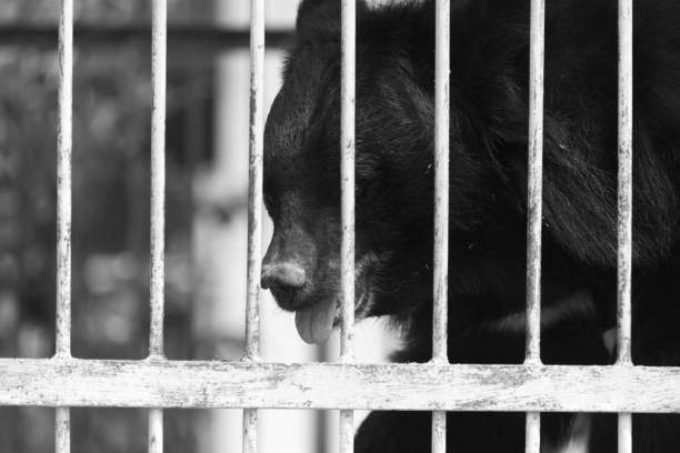 Komsomolsk-on-Amur, RUSSIA - SEPTEMBER 2, 2019. lonely sad Ussuri brown bear in a cage made of metal bars in zoo
