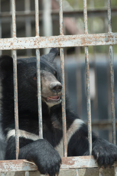 istock black bear in cage, black and white 943956796
